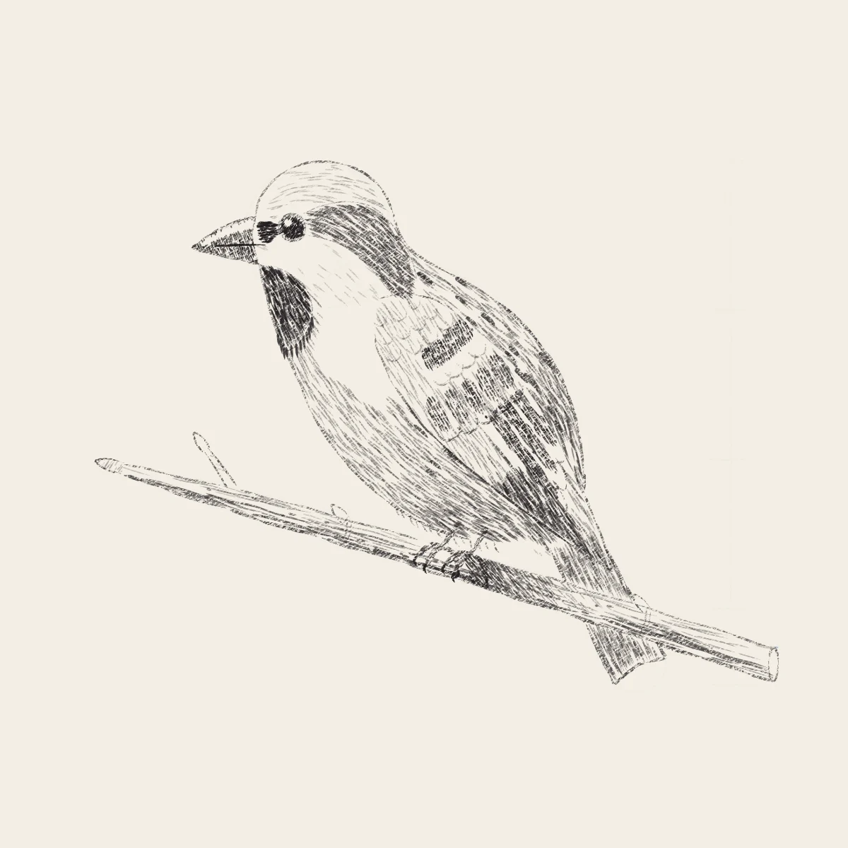 A Songbird on a Twig, the finished drawing