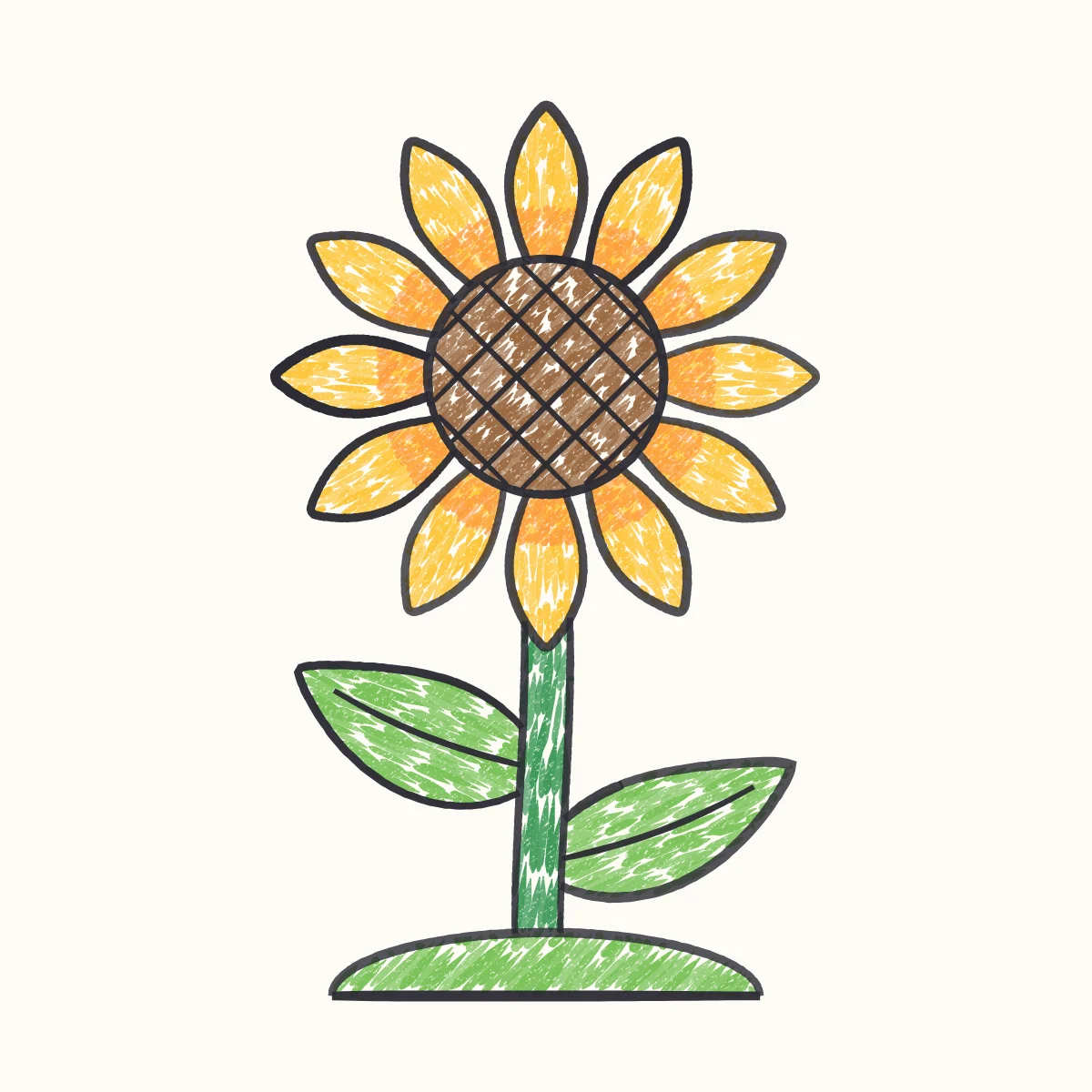 Sunflower, the finished drawing